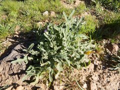 Matthiola parviflora