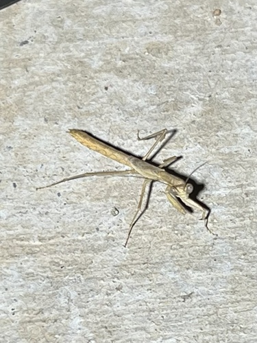 Skinner's Ground Mantis