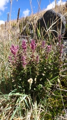Neobartsia