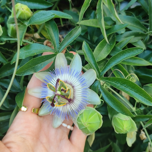 Modrikasta pasiflora (Passiflora caerulea)