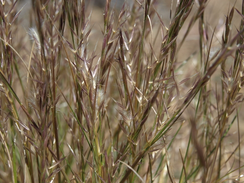 Webber's Needle Grass (Eriocoma webberi)