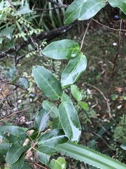 Gymnanthera oblonga