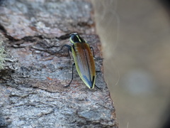 Epistomentis pictus