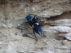 Calydon submetallicum