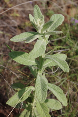 Pterocaulon redolens