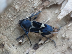 Calydon submetallicum