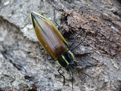 Epistomentis pictus
