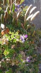 Lupinus microphyllus