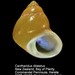 Cantharidus dilatatus - Photo (c) WoRMS Editorial Board,  זכויות יוצרים חלקיות (CC BY-NC-SA)