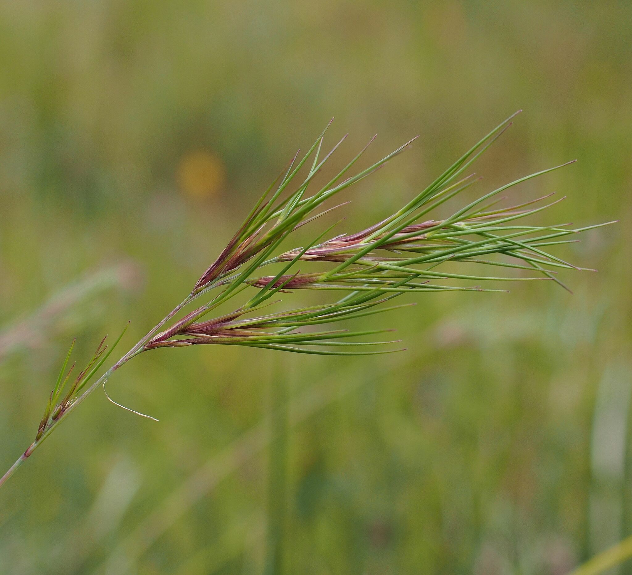 Festuca vivipara