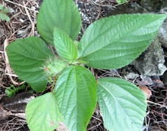 Acalypha arvensis