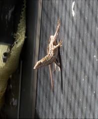 Anolis sagrei