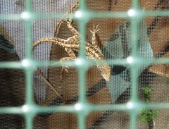 Anolis sagrei