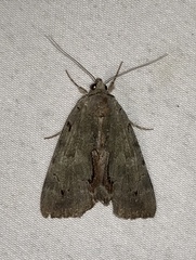 Catocala grynea