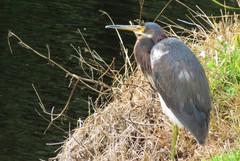Egretta tricolor
