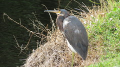 Egretta tricolor