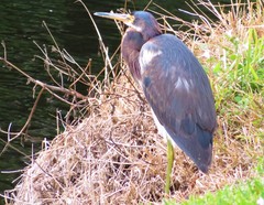 Egretta tricolor