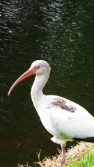 Eudocimus albus