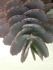 Kalanchoe fedtschenkoi
