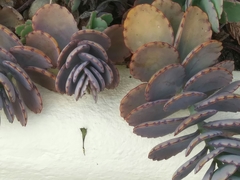 Kalanchoe fedtschenkoi