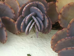 Kalanchoe fedtschenkoi