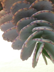 Kalanchoe fedtschenkoi
