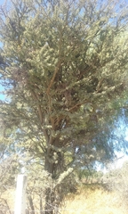 Vachellia schaffneri