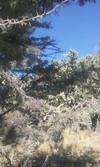 Vachellia schaffneri