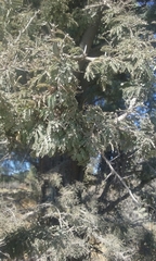 Vachellia schaffneri