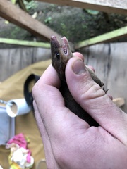 Monodelphis adusta