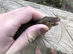 Monodelphis adusta