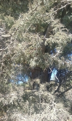 Vachellia schaffneri