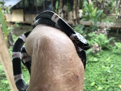 Rhinobothryum lentiginosum