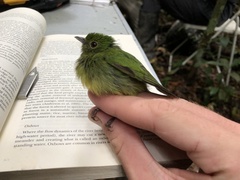 Lepidothrix coronata