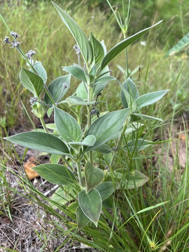 Hedyotis tomentosa observed 2023-05-18