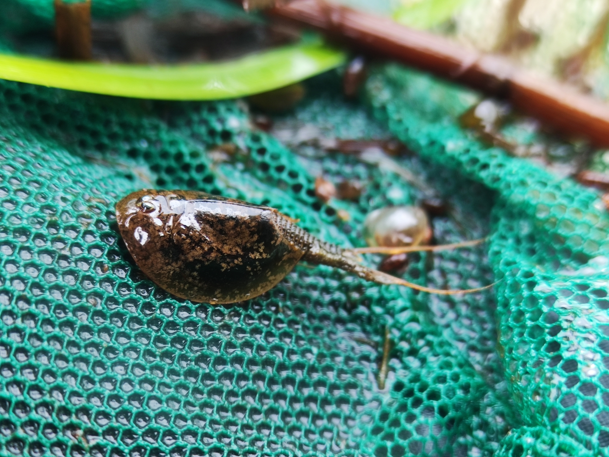 Lepidurus arcticus (Pallas, 1793)