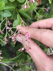 Urceola rosea