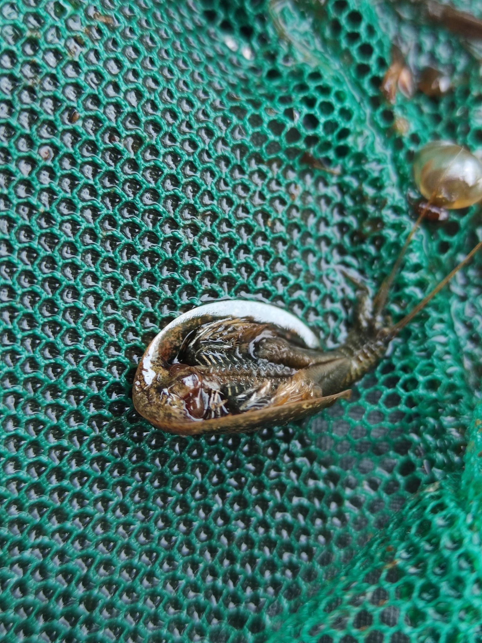 Lepidurus arcticus (Pallas, 1793)