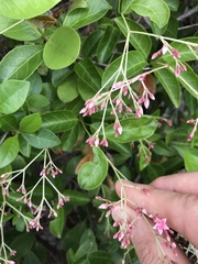 Urceola rosea