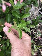 Urceola rosea
