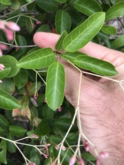 Urceola rosea