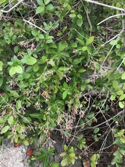 Urceola rosea