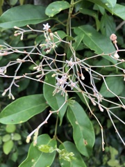 Pottsia laxiflora