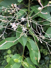 Pottsia laxiflora