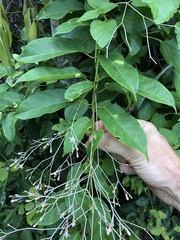 Pottsia laxiflora