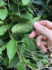 Pottsia laxiflora