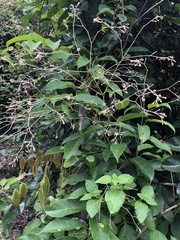 Pottsia laxiflora