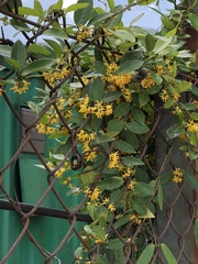 Toxocarpus wightianus