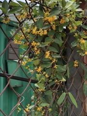 Toxocarpus wightianus