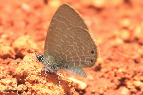 Dingy Lineblue